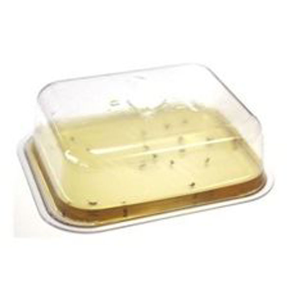 Armadilha para mosca da fruta